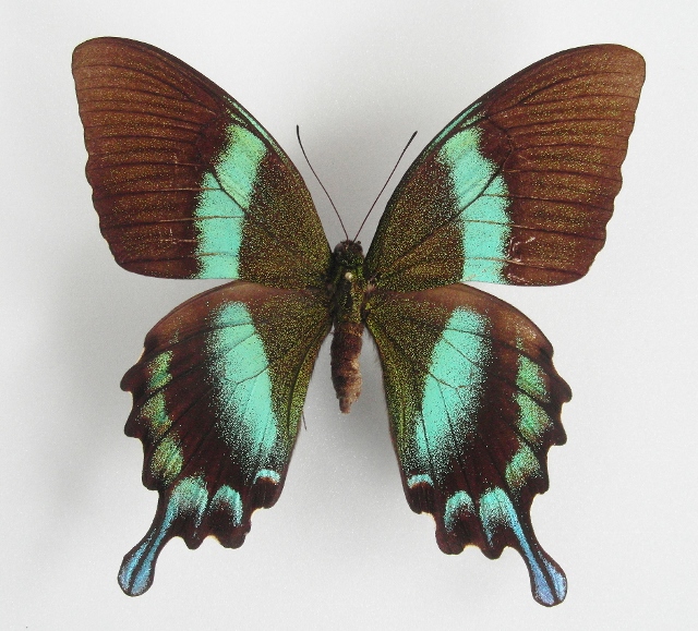 Papilio blumei female (aberration) [Internet image property of respective owner, non commercial use only]